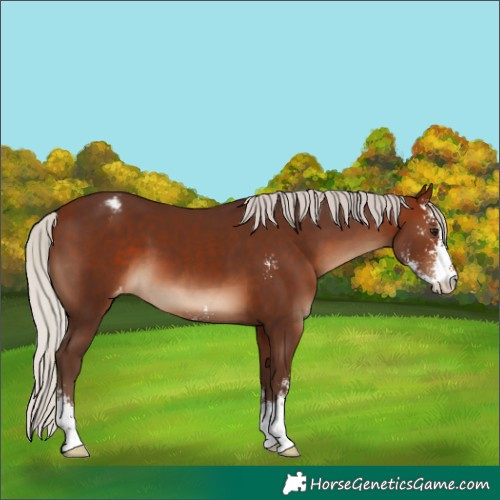 Horse Color:Silver Brown Sabino Varnish 