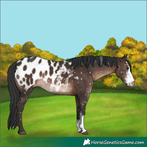 Horse Color:Brown Mushroom Sabino Appaloosa
