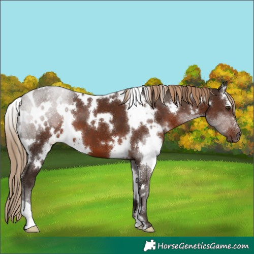 Horse Color:White Spotted Liver Chestnut