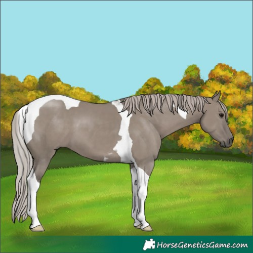 Horse Color:Silver Grullo Tobiano 