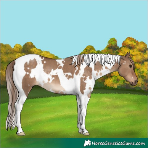 Horse Color:White Spotted Liver Red Dun Tobiano