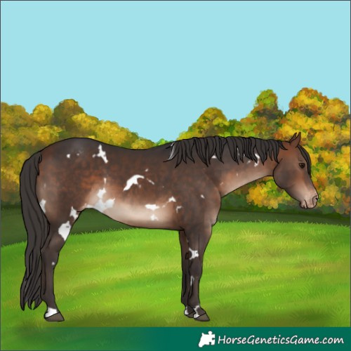 Horse Color:White Spotted Bay Varnish 
