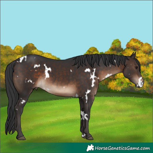 Horse Color:White Spotted Brown Rabicano 