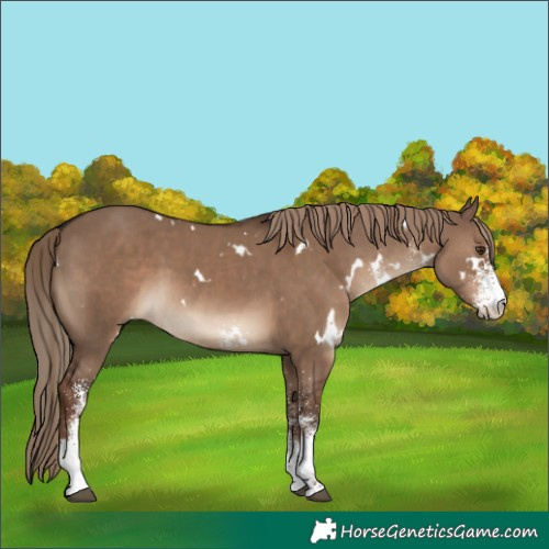 Horse Color:White Spotted Liver Red Dun Rabicano