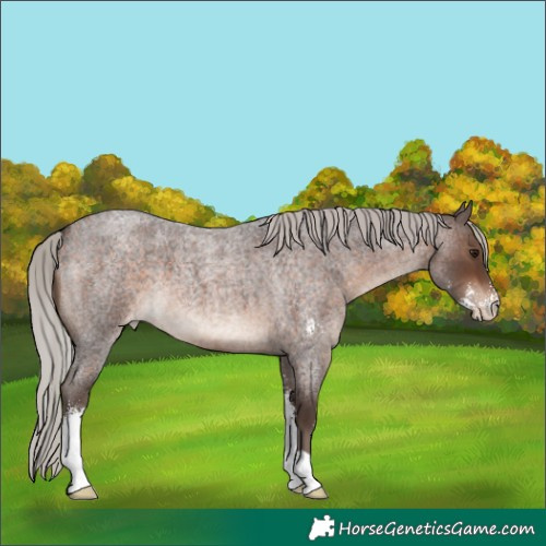 Horse Color:Silver Brown Roan Sabino Varnish 