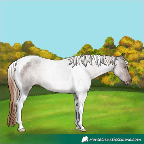 Horse Color:Liver Red Roan Tobiano 