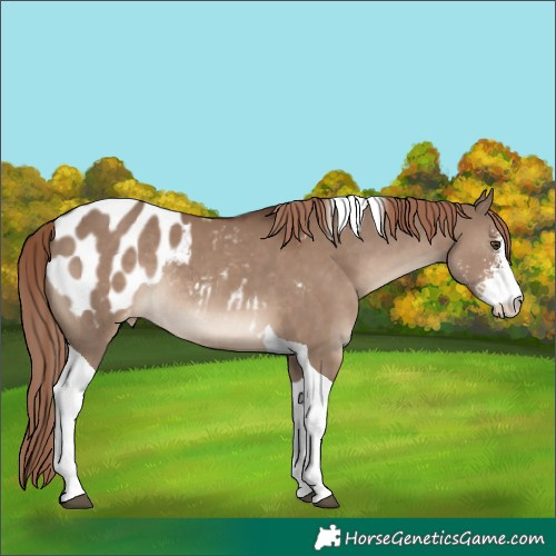 Horse Color:Liver Red Dun Sabino Tobiano Blanket Rabicano