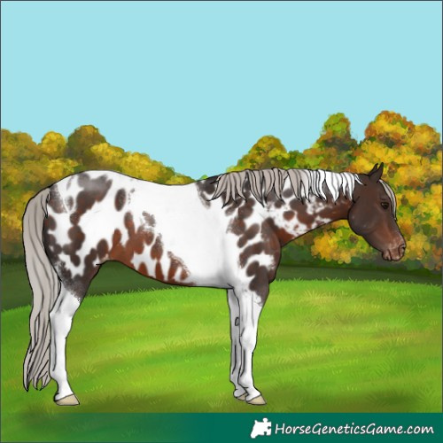 Horse Color:Silver Brown Tobiano Appaloosa