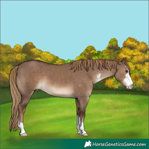 Horse Color:Liver Red Dun Sabino 
