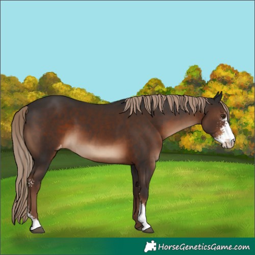 Horse Color:Liver Chestnut Sabino Appaloosa 