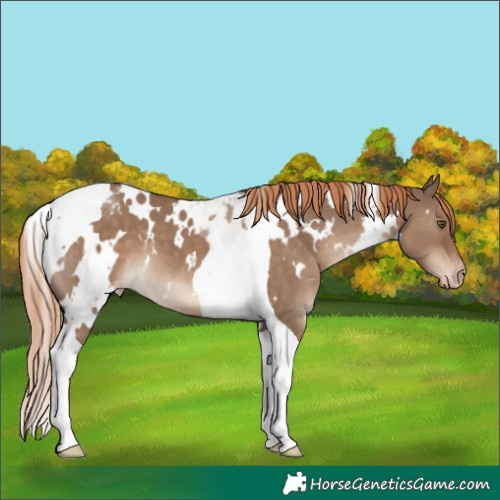 Horse Color:White Spotted Liver Red Dun Tobiano Appaloosa 