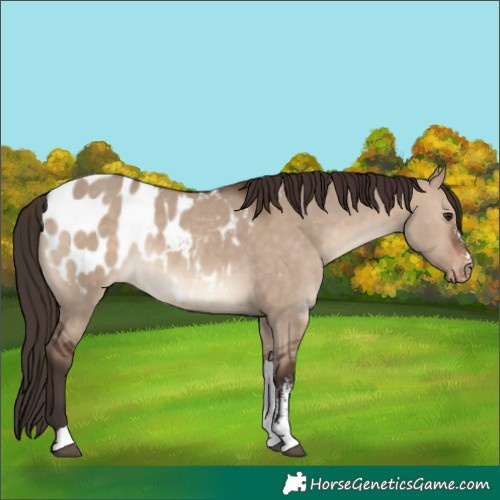 Horse Color:Brown Dun Sabino Appaloosa