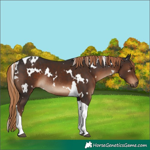 Horse Color:White Spotted Liver Chestnut Tobiano Rabicano