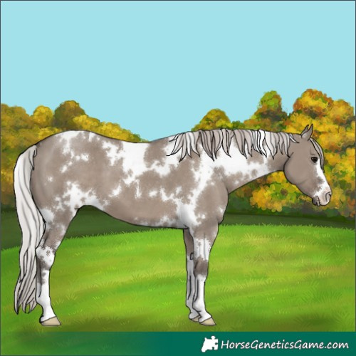 Horse Color:White Spotted Silver Grullo