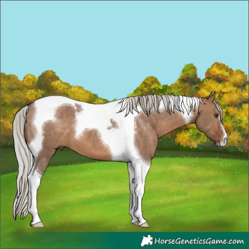 Horse Color:Silver Brown Dun Tobiano 