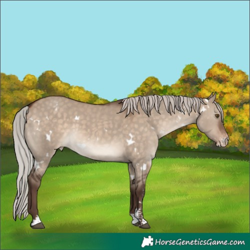 Horse Color:White Spotted Silver Brown Dun Sabino Appaloosa