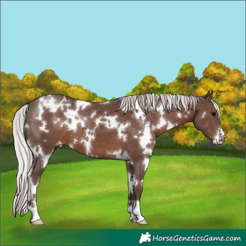 Horse Color:White Spotted Silver Black Appaloosa 