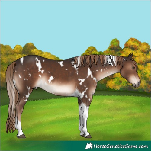 Horse Color:White Spotted Liver Chestnut Tobiano