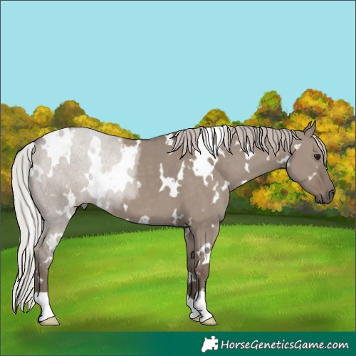 Horse Color:White Spotted Silver Grullo