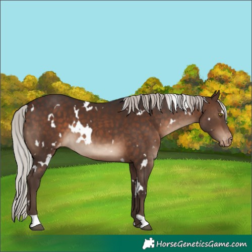 Horse Color:White Spotted Silver Brown Appaloosa