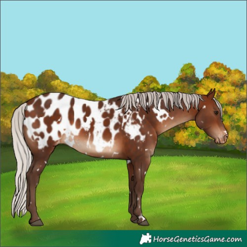 Horse Color:White Spotted Silver Brown Appaloosa 