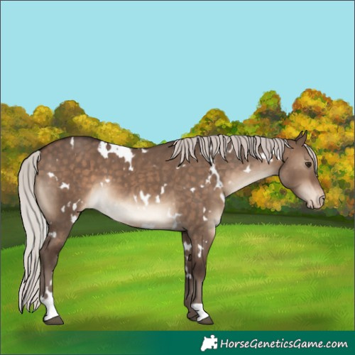 Horse Color:White Spotted Silver Brown Dun Appaloosa