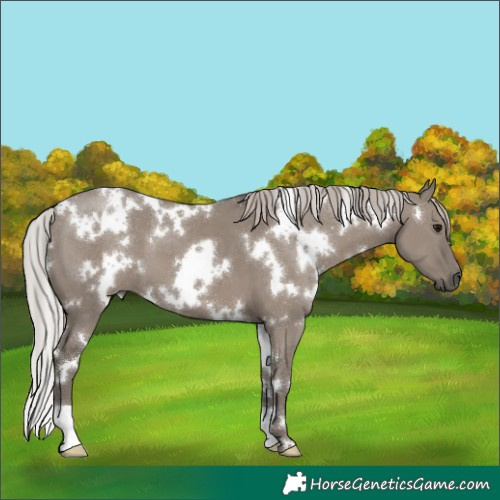 Horse Color:White Spotted Silver Grullo 