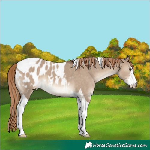 Horse Color:Liver Red Dun Sabino Tobiano Blanket