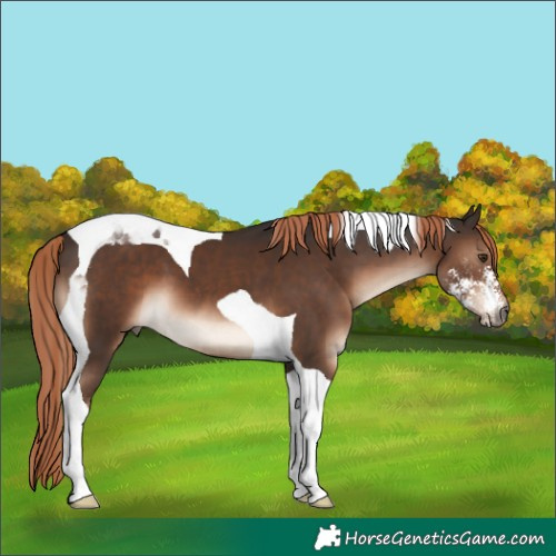 Horse Color:Liver Chestnut Sabino Tobiano