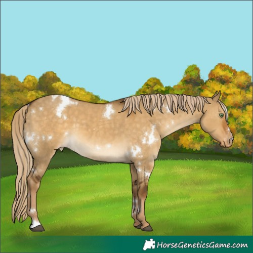 Horse Color:White Spotted Chocolate Palomino Dun Appaloosa 