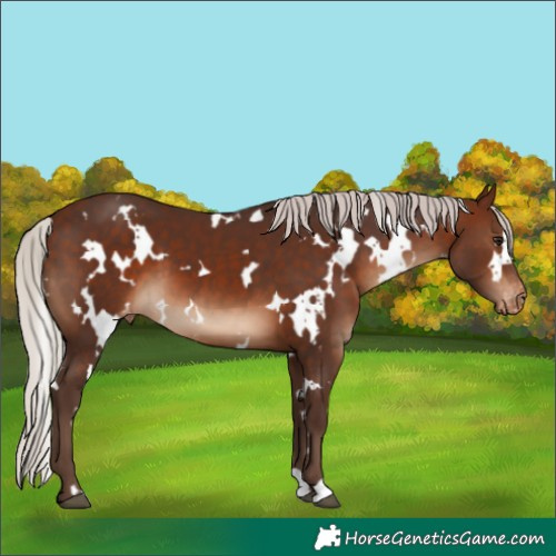 Horse Color:White Spotted Silver Brown Varnish