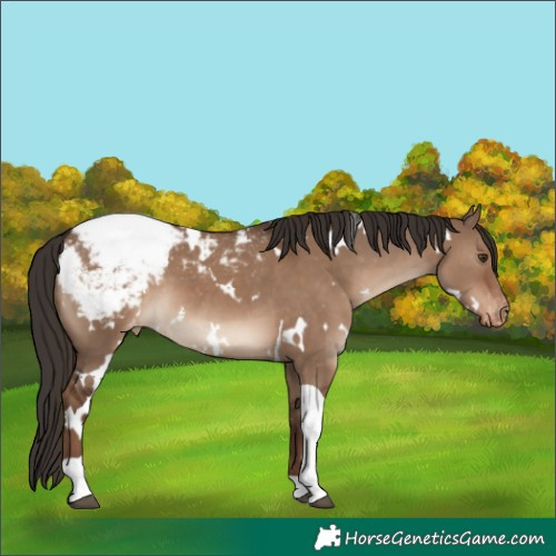 Horse Color:White Spotted Liver Red Dun Tobiano Appaloosa