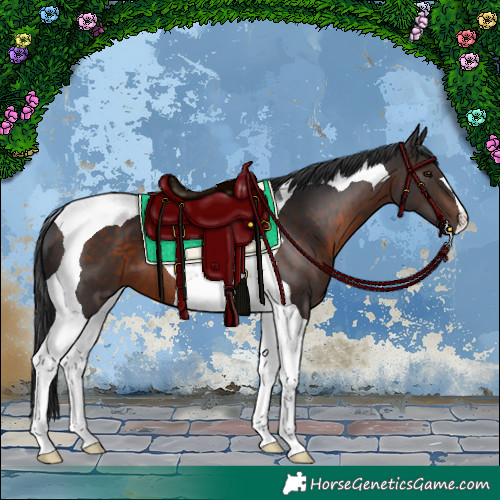 Horse Color:Brown Tobiano 