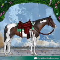 Horse Color:Brown Tobiano