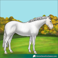 Horse Color:Silver Buckskin Roan Pearl Tobiano Rabicano