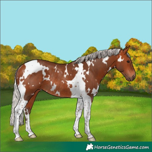 Horse Color:White Spotted Silver Bay Tobiano Rabicano