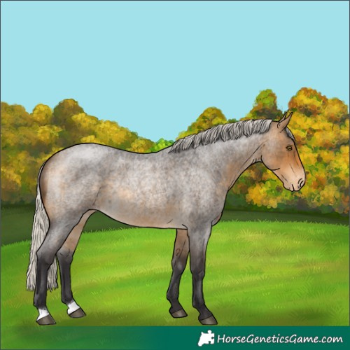 Horse Color:Silver Buckskin Roan Appaloosa Rabicano