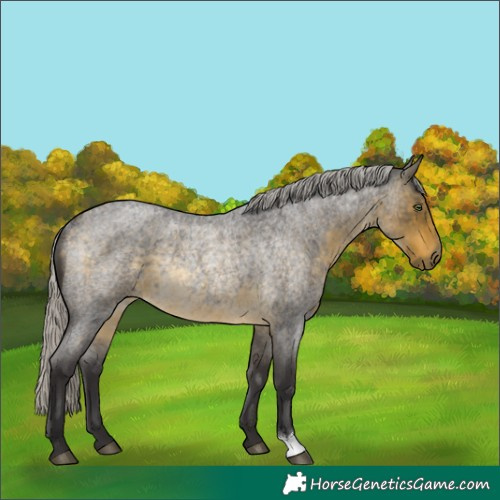 Horse Color:Silver Buckskin Roan Rabicano
