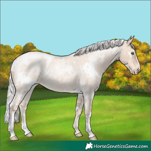 Horse Color:White Spotted Silver Perlino Roan 