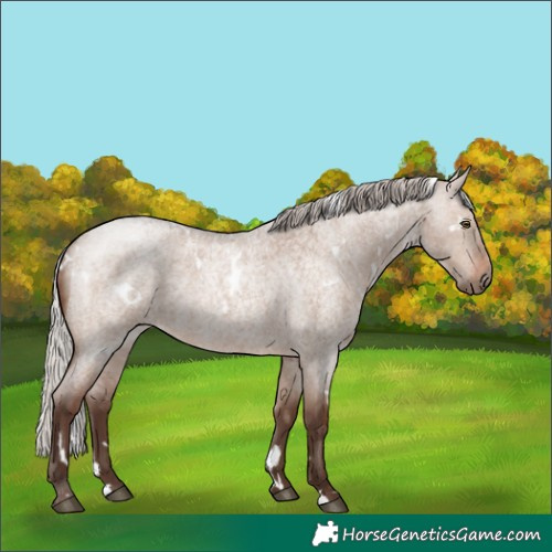 Horse Color:White Spotted Silver Brown Roan Dun