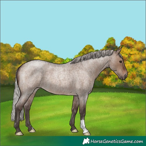 Horse Color:Silver Brown Roan Dun