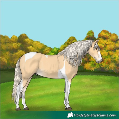 Horse Color:Palomino Tobiano