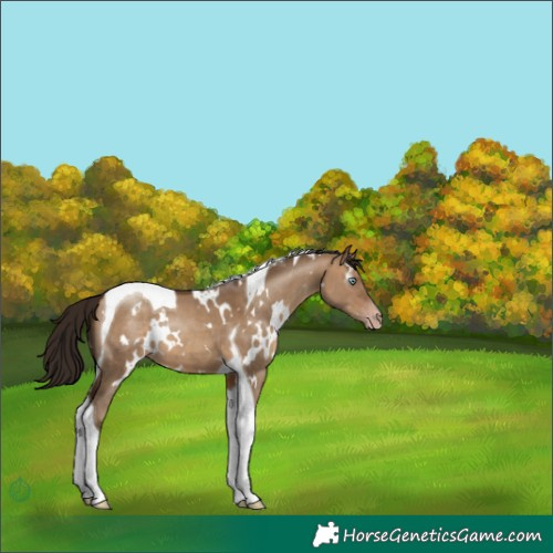 Horse Color:Gray White Spotted Amber Champagne Dun Tobiano Appaloosa 