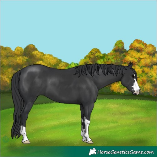 Horse Color:Black 