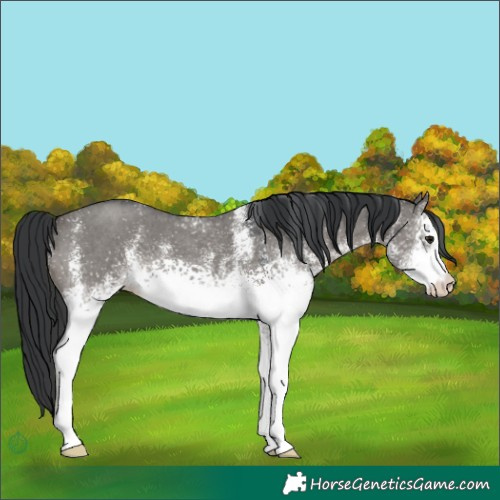 Horse Color:White Spotted Grullo Mushroom 