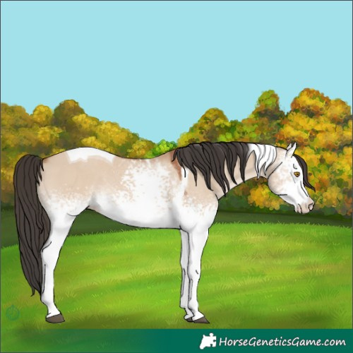 Horse Color:White Spotted Bay Dun Mushroom Tobiano Rabicano 
