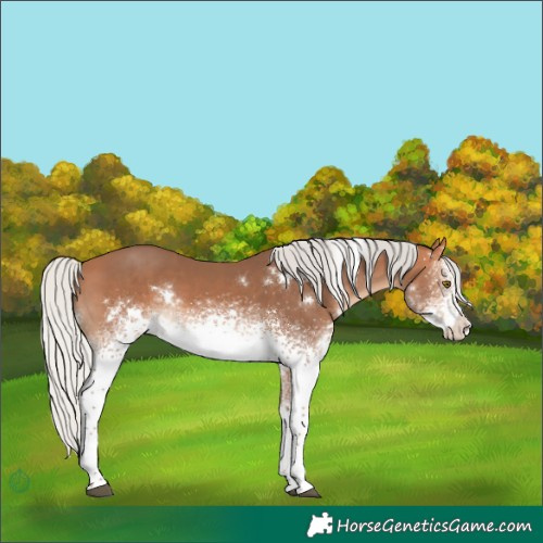 Horse Color:White Spotted Silver Bay Mushroom Rabicano 