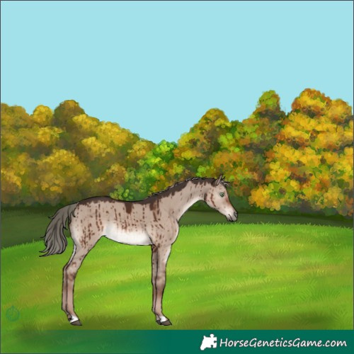 Horse Color:Liver Red Dun Mushroom Rabicano Brindle