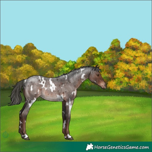 Horse Color:White Spotted Liver Red Roan Mushroom Rabicano 