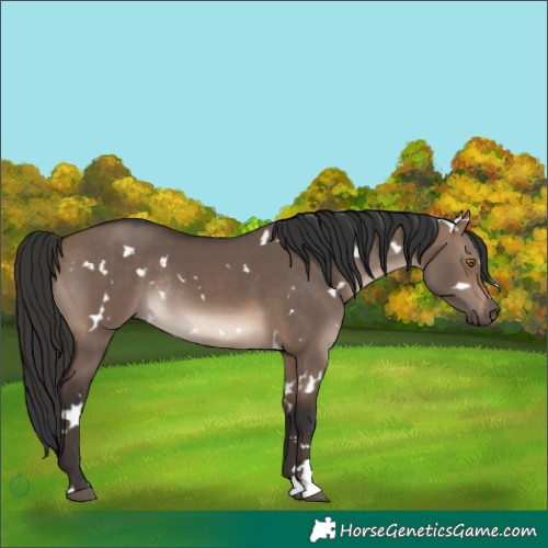 Horse Color:White Spotted Brown Dun Mushroom Rabicano 